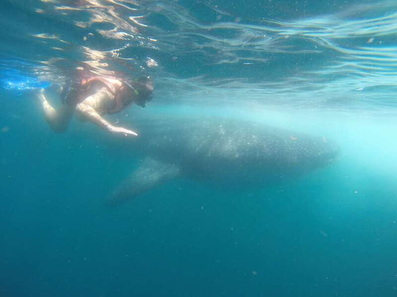 Quintana Roo: Whale Shark Swim, Private Boat Trip, and Lunch - A Deep Dive into the Tour Experience