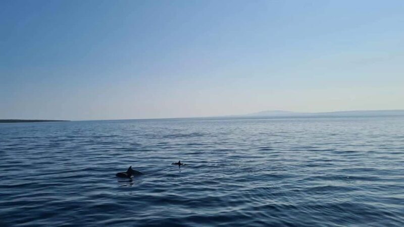 Rab: Zavratnica, Goli Otok and Sveti Grgur Boat Tour - Key Points