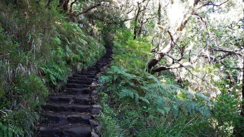 Rabaçal: 25 Fontes & Risco Levada Hiking Transfer - An Honest Look at the Rabaçal: 25 Fontes & Risco Levada Tour