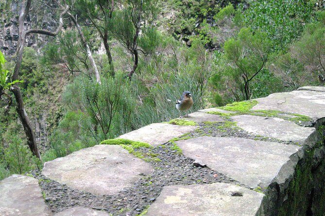 Rabaçal - Risco - 25 Fontes Levada Walk - Practical Considerations and Tips