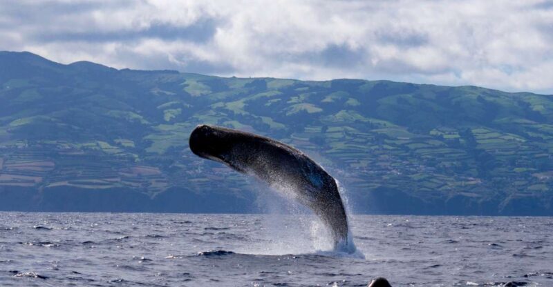 Rabo de Peixe: Sperm Whale Sanctuary Expedition - An In-Depth Look at the Sperm Whale Sanctuary Expedition