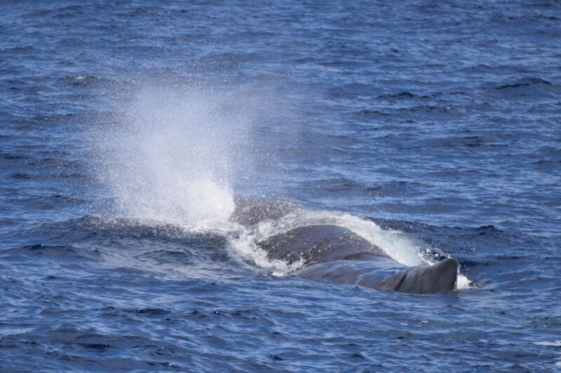 Rabo de Peixe: Sperm Whale Sanctuary Expedition - Practical Tips for Your Trip
