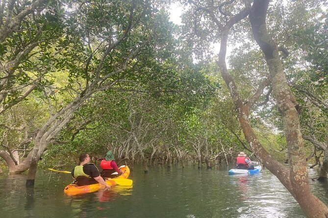 Raby Bay Wildlife Kayak Tour - Raby Bay Wildlife Kayak Tour: A Relaxed Wildlife Encounter Near Brisbane
