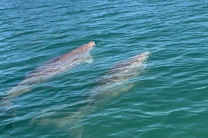 Raby Bay Wildlife Kayak Tour - Key Points