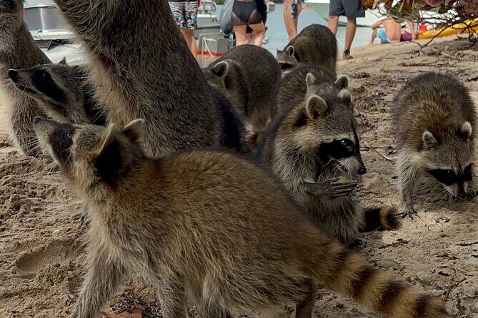 Raccoon Island Boat Tour - Indian Creek, Sanbar and Raccoons - Key Points