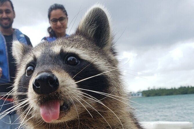 Raccoon Island Exploration on SUP/Kayak - Experience the Natural Charm of Raccoon Island with a Kayak or SUP Tour