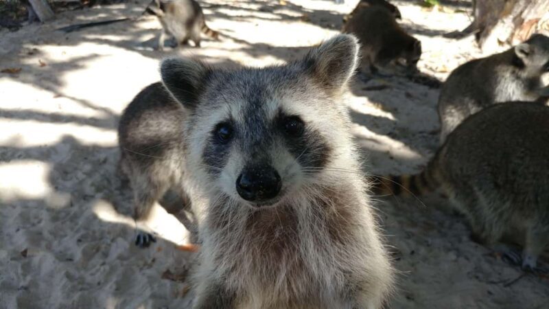 Raccoon Island: Exploration on SUP/Kayak - Setting the Scene: What’s Included and Who It’s For