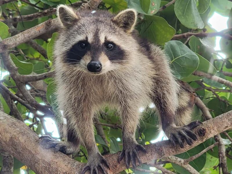 Raccoon Island: Exploration on SUP/Kayak - What’s Special About This Tour?
