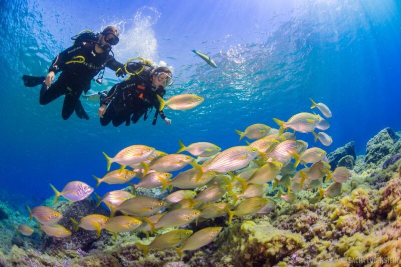 Radazul: Diving Trip in Radazul Bay with Drinks - An in-depth look at what you can expect
