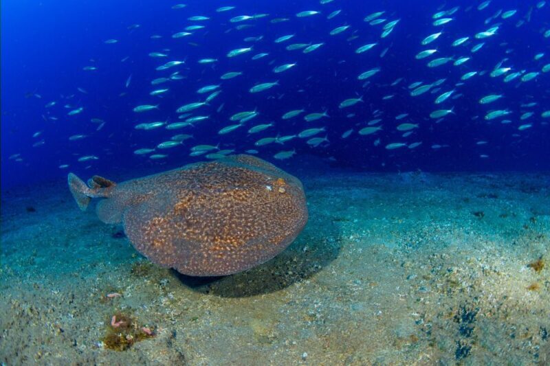 Radazul: Diving Trip in Radazul Bay with Drinks - Why youll love this experience