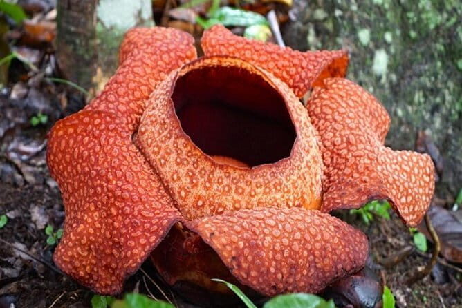 Rafflesia Trek Seekers at Perak (from KL) - Final Thoughts: Is It Worth the Effort?