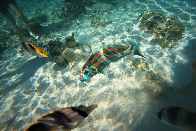 Raiatea-Tahaa Snorkeling in our beautiful Coral Garden - An In-Depth Look at the Raiatea-Tahaa Snorkeling Tour