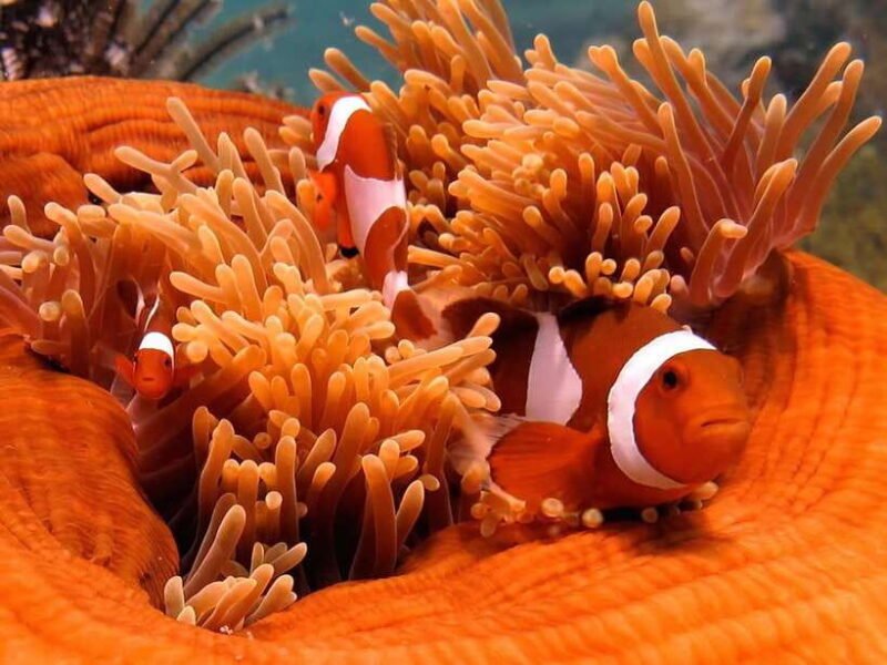 RAID Open Water 20 Diver Course 3-Days | Kota Kinabalu - Who Should Consider This Tour?