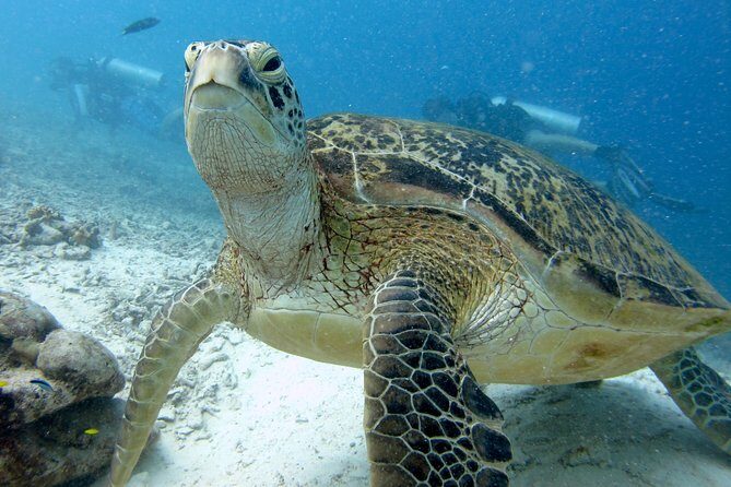 RAID Try-Dive Experience in Kota Kinabalu - Key Points