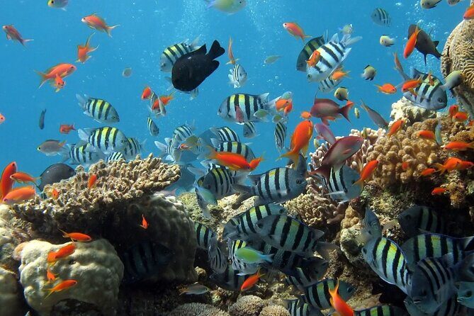 RAID Try-Dive Experience in Kota Kinabalu - The Real Deal: A Deep Dive into the RAID Try-Dive Experience