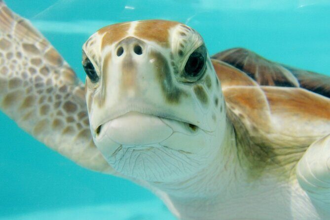 RAID Try-Dive Experience in Kota Kinabalu - FAQ