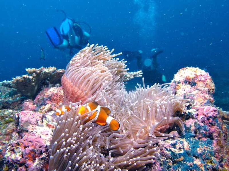 RAID Try-Dive in Kota Kinabalu, Sabah - Key Points