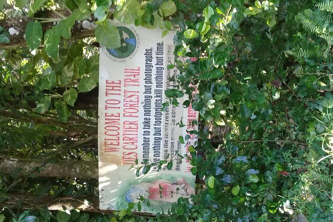 Rain forest and Bird watching - An In-Depth Look at the Rainforest and Bird Watching Tour