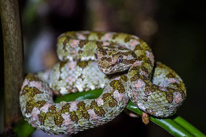 Rain Forest Monteverde,Hanging Bridges, Sloths,Birds Watching - Key Points