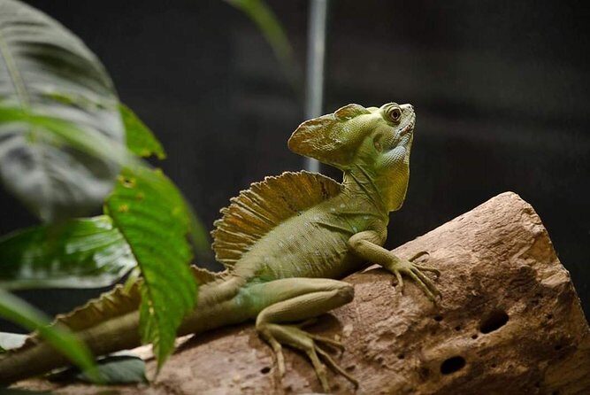 Rain Forest Monteverde,Hanging Bridges, Sloths,Birds Watching - Discovering Monteverde and Its Natural Treasures