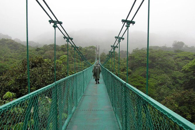 Rain Forest Monteverde,Hanging Bridges, Sloths,Birds Watching - Who Will Love This Tour?