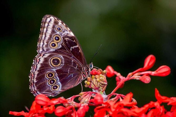 Rain Forest Monteverde,Hanging Bridges, Sloths,Birds Watching - Final Thoughts