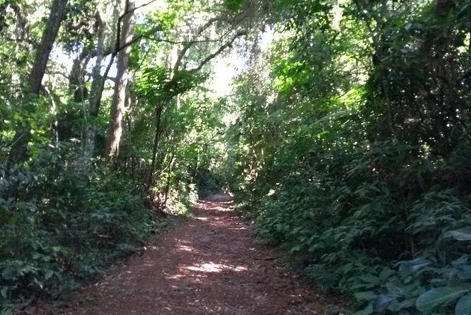 Rain Forest Trail Cantareira Natural Park from Sao Paulo - An Authentic Escape into São Paulo’s Rainforests