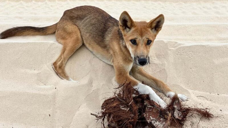 Rainbow Beach: 2-Day K'gari (Fraser Island) Small-Group Tour - Exploring Fraser Island in Depth