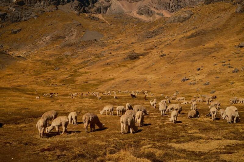 Rainbow Mountain to Ausangate 7 lakes 4 Days - A Detailed Look at the 4-Day Rainbow Mountain to Ausangate Trek