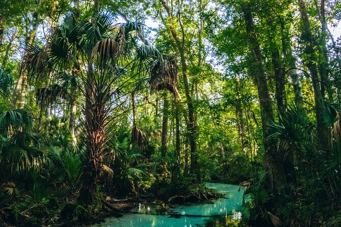 Rainbow Springs: Clear Kayak & Snorkel Eco Tour - The Sum Up