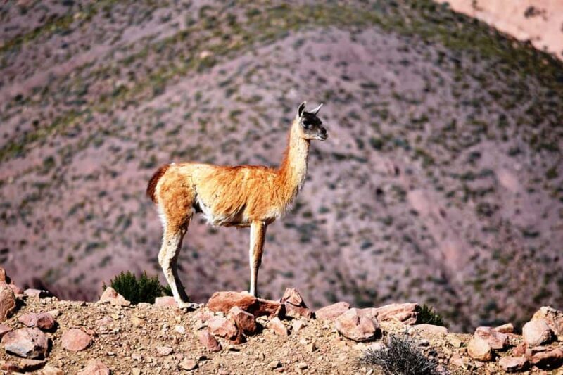 Rainbow Valley from San Pedro de Atacama - Rainbow Valley from San Pedro de Atacama: An In-Depth Review