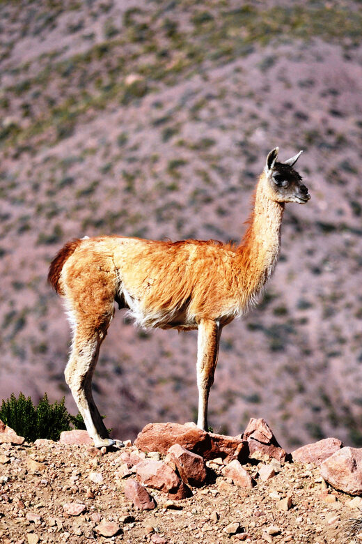 Rainbow Valley from San Pedro de Atacama - The Value of the Experience