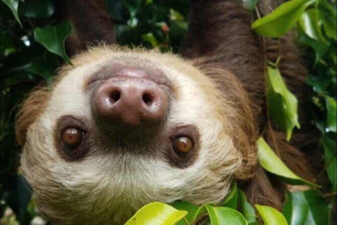 Rainforest and Waterfall Tour with Chocolate and Coffee - Key Points