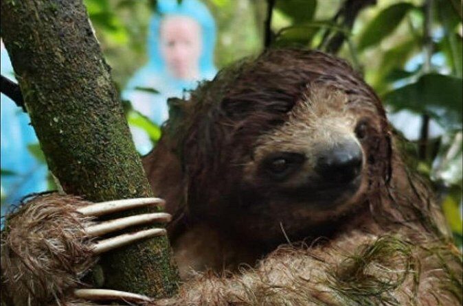 Rainforest and Waterfall Tour with Chocolate and Coffee - The Sum Up