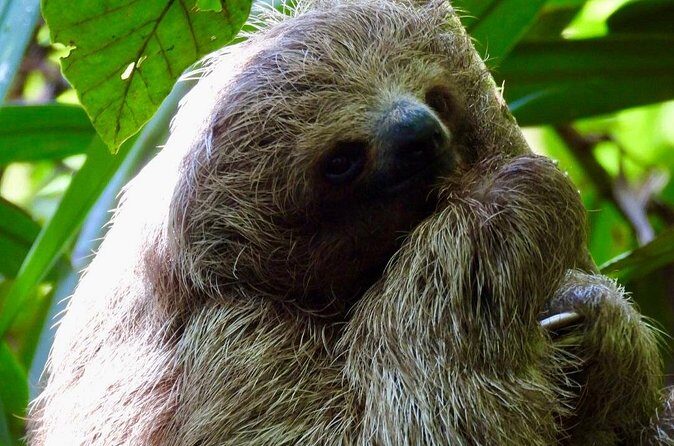 Rainforest and Waterfall Tour with Chocolate and Coffee - FAQ