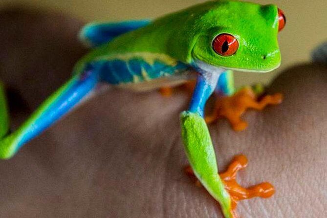 Rainforest Bijagua Ranas Costa Rica Excursions Travels - Key Points