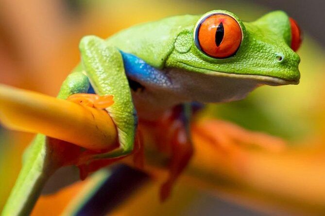 Rainforest Bijagua Ranas Costa Rica Excursions Travels - The Sum Up