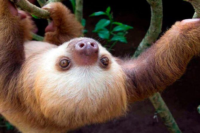 Rainforest Bijagua Ranas Costa Rica Excursions Travels - A Deep Dive into the Rainforest Bijagua Ranas Tour
