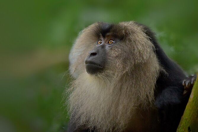 Rainforest Camping in Kudremukh National Park - The Sum Up: Who Should Book This Tour?
