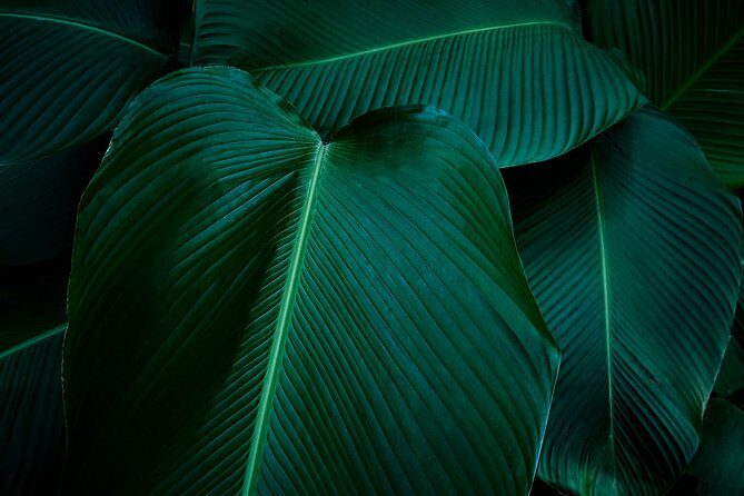 Rainforest Canopy Adventure Pacific - Who Will Love This Tour?