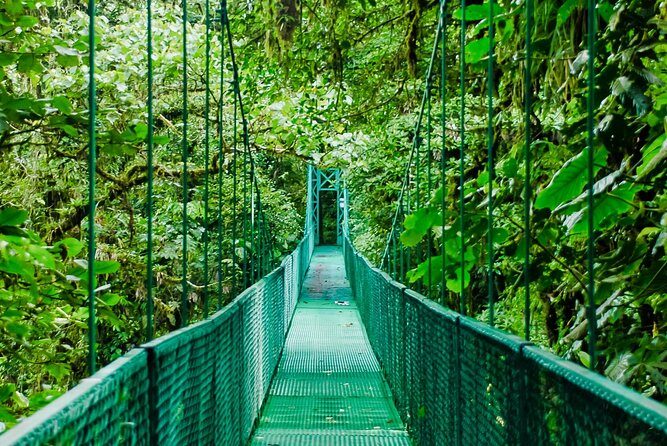Rainforest Canopy Zipline & Hanging Bridges Tour From Monteverde - The Sum Up