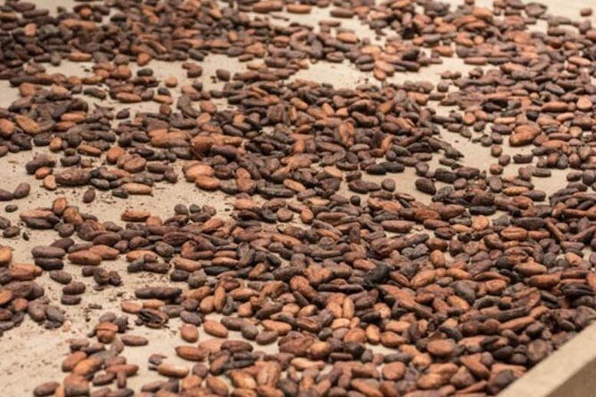 Rainforest Chocolate Tour from La Fortuna - Key Points