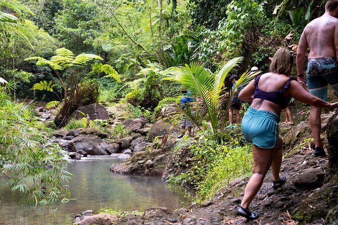 Rainforest Hike and Waterfall Safari - Key Points