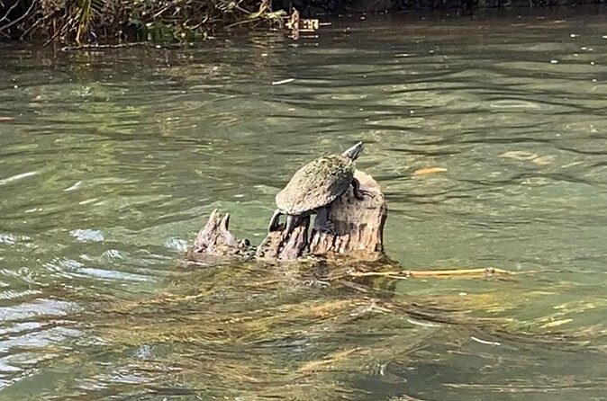 Rainforest Kayak Tour - Practical Tips and Considerations