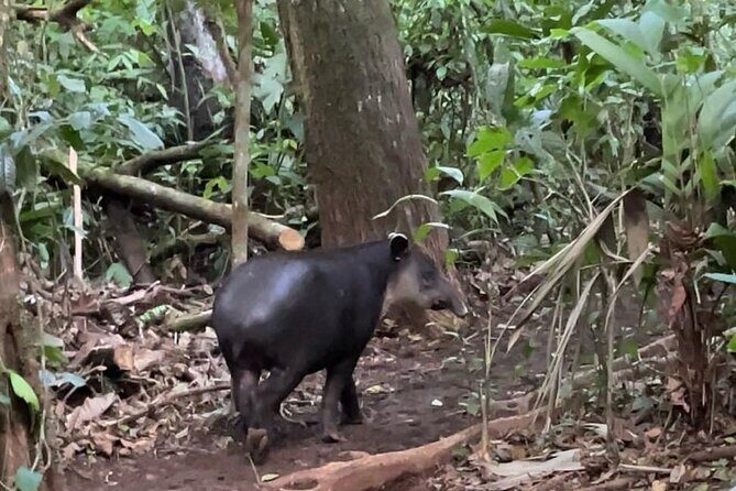 Rainforest Night Tour at Tapir Home Bijagua - Rainforest Night Tour at Tapir Home Bijagua: A Close-Up Look at Costa Rica’s Nocturnal Wildlife