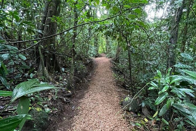 Rainforest Night Tour at Tapir Home Bijagua - Key Points