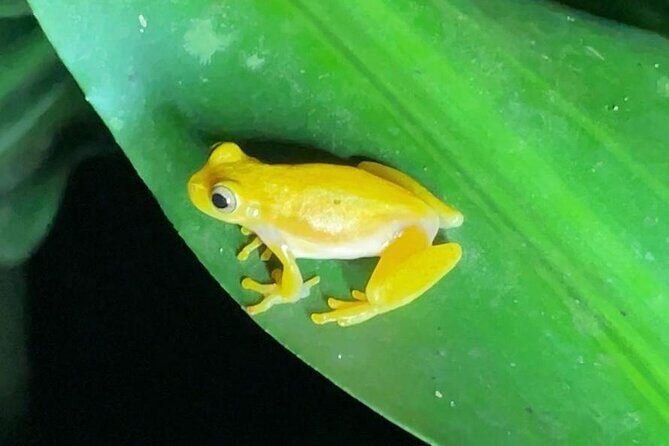 Rainforest Night Tour at Tapir Home Bijagua - Who Should Consider This Tour?