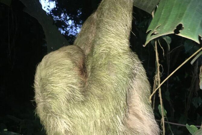 Rainforest Night Tour at Tapir Home Bijagua - Final Thoughts: Is It Worth It?