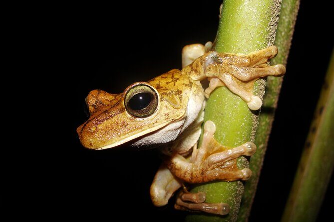 Rainforest Night Walking Tour (Private property) - Final Thoughts: Is It Worth Your Time?