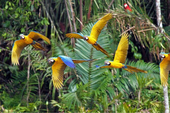 Rainforest Peru 3 days tour - Key Points